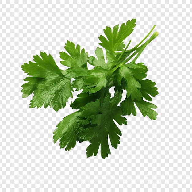 Parsley leaves in a closeup isolated on transparent background