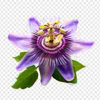 Free PSD passion flower isolated on transparent background