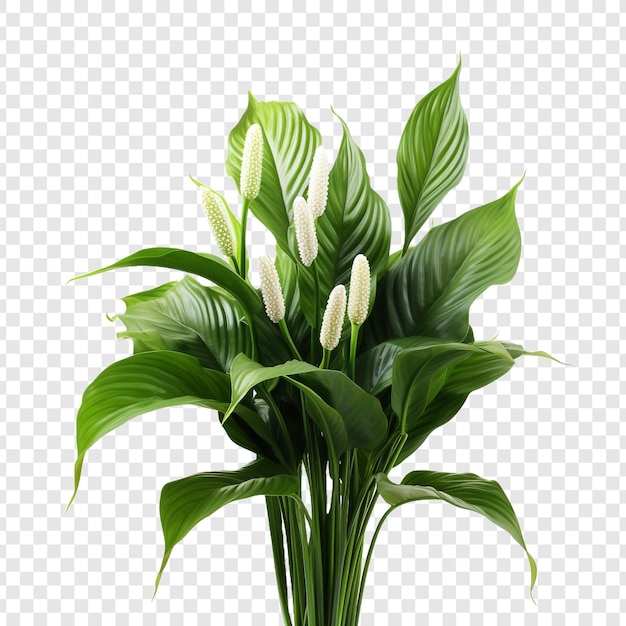 無料PSD 平和のリリー spathiphyllum wallisii 花 png 透明な背景に隔離されています