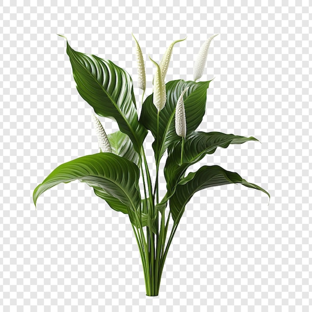 Peace lily spathiphyllum wallisii flower png isolated on transparent background