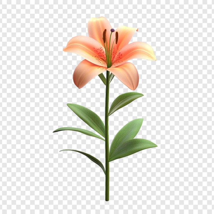 Free PSD peach lily flower stem leaves botanical illustration