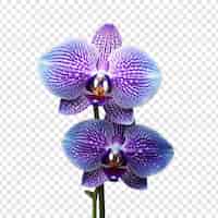 Бесплатный PSD Цветок павлина орхидеи изолирован на прозрачном фоне