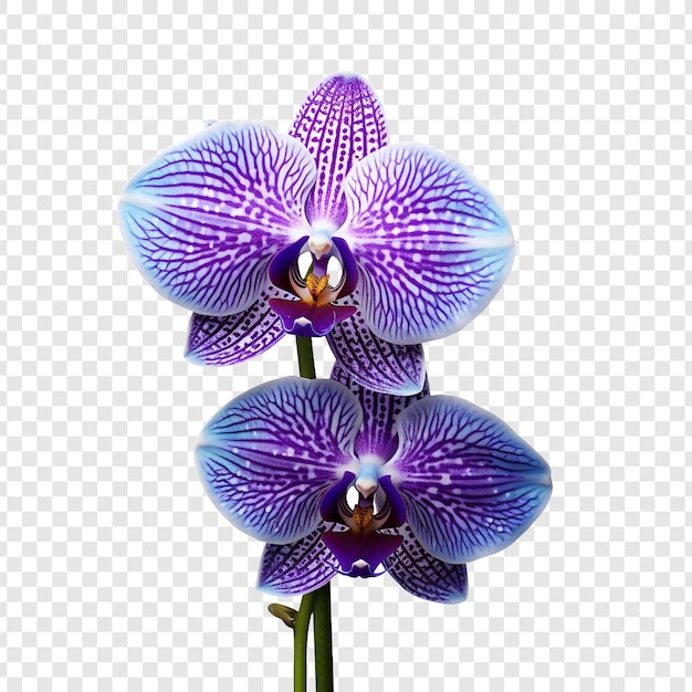 Peacock orchid flower png isolated on transparent background