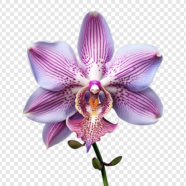 Free PSD peacock orchid flower png isolated on transparent background