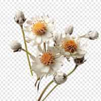 Free PSD pearly everlasting flower isolated on transparent background