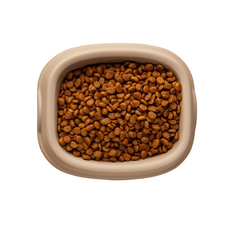 Free PSD pet accessory isolated