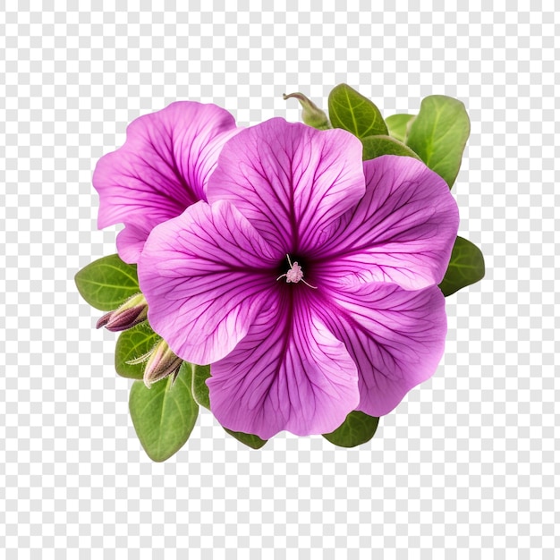 Free PSD petunia flower isolated on transparent background