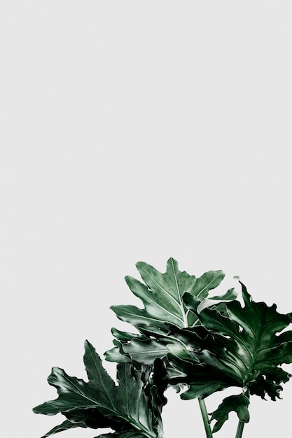 灰色の背景上のphilodendron xanaduの葉