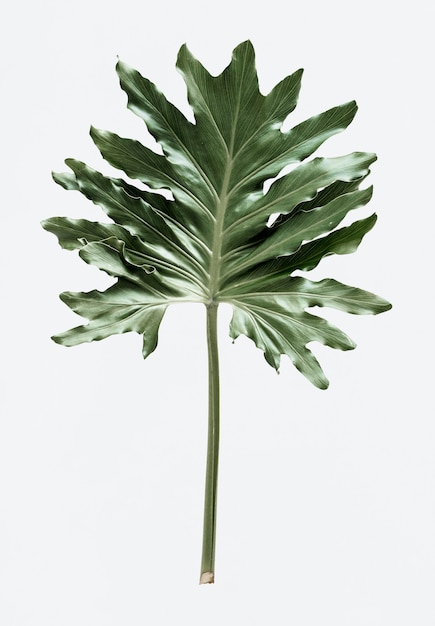 흰색 배경에 philodendron xanadu 잎