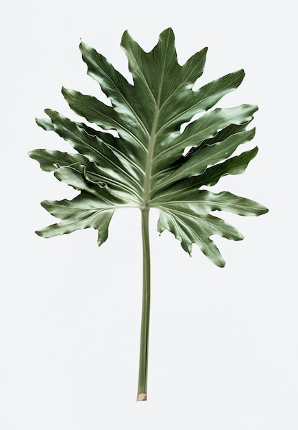 흰색 배경에 Philodendron xanadu 잎