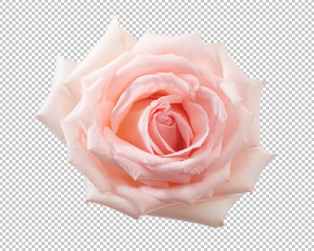 Pink rose flowers isolated