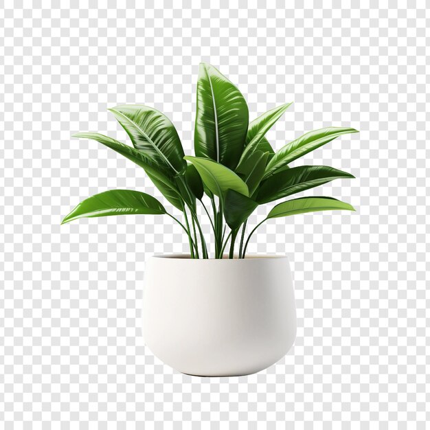 Plant pot flower isolated on transparent background