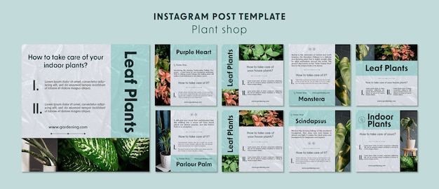 Free PSD plant shop instagram posts template