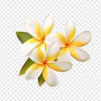 PSD gratuito fiore di plumeria isolato su sfondo trasparente