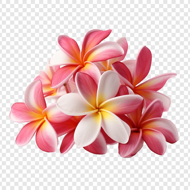 Free PSD plumeria flower isolated on transparent background