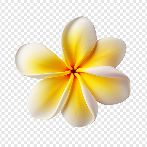 투명한 배경에 고립된 plumeria 꽃 png