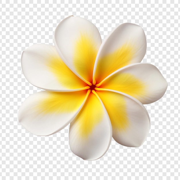 透明な背景に隔離されたプルーメリアの花 png