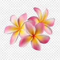 Free PSD plumeria flower png isolated on transparent background