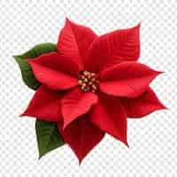 Free PSD poinsettia flower png isolated on transparent background