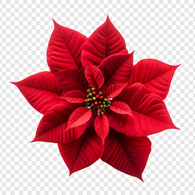 Free PSD poinsettia flower png isolated on transparent background