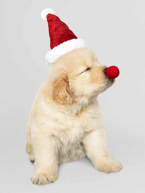 サンタの帽子をかぶっているかわいいゴールデン・リトリーバーの子犬の肖像画