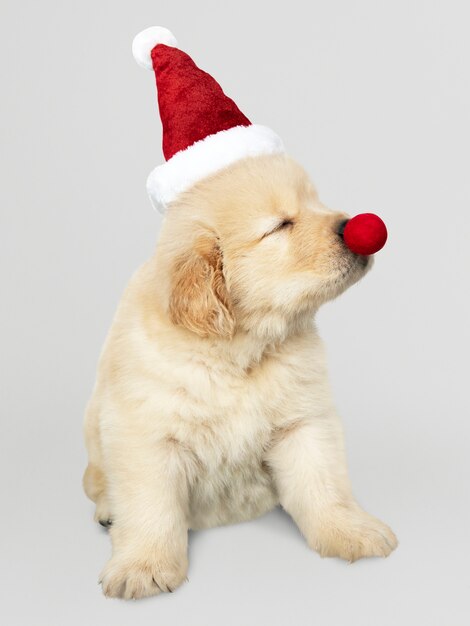 Portrait of a cute Golden Retriever puppy wearing a Santa hat