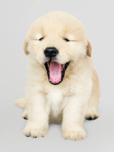 Portrait of a cute golden retriever puppy wearing a santa hat