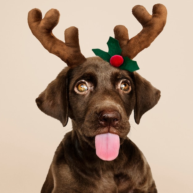 Portrait of a cute labrador retriever puppy wearing a christmas reindeer headband