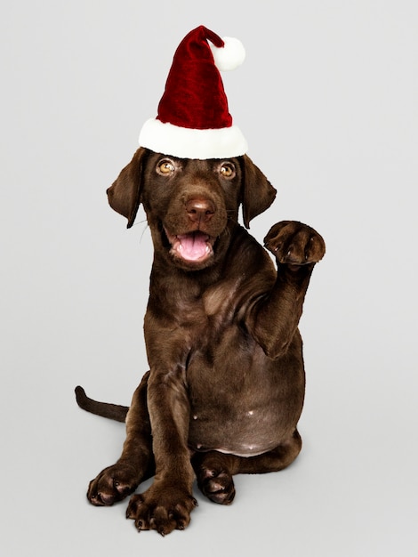 Portrait of a cute labrador retriever puppy wearing a santa hat