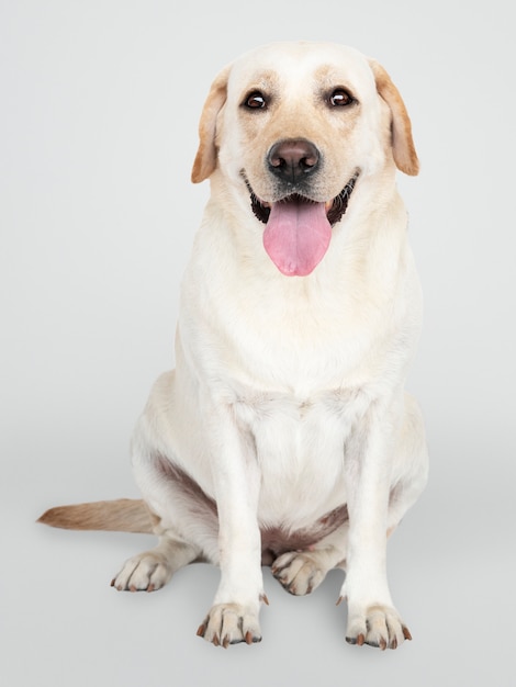 無料PSD ラブラドールレトリーバー犬の肖像画