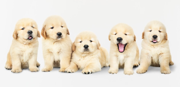 Портрет пяти очаровательных щенков золотистого ретривера