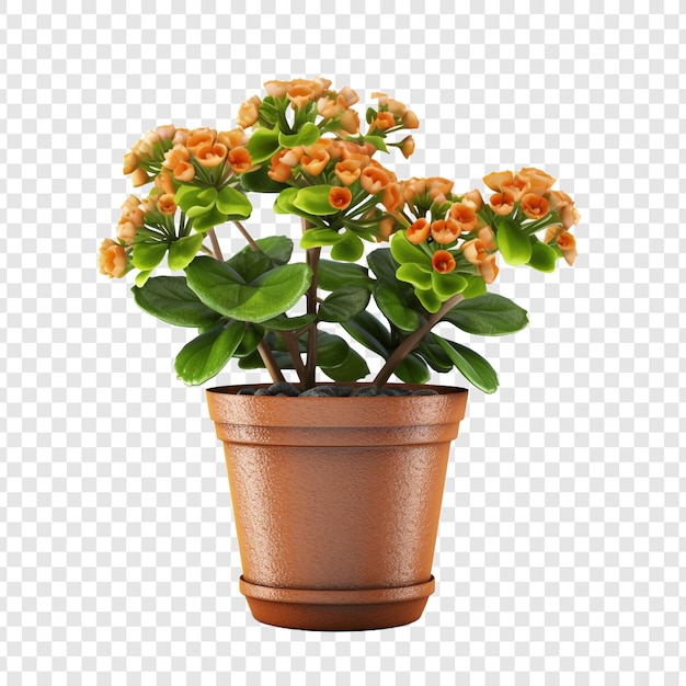 PSD gratuito una kalanchoe lariniata in vaso è una bella pianta decorativa nel cortile di una casa isolata su uno sfondo trasparente