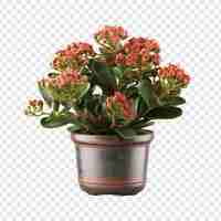 PSD gratuito una kalanchoe lariniata in vaso è una bella pianta decorativa nel cortile di una casa isolata su uno sfondo trasparente