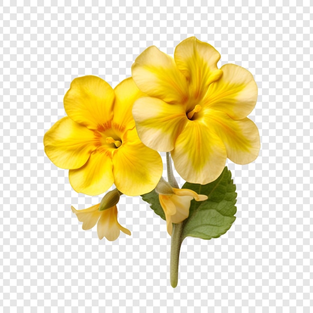 Free PSD primrose flower isolated on transparent background