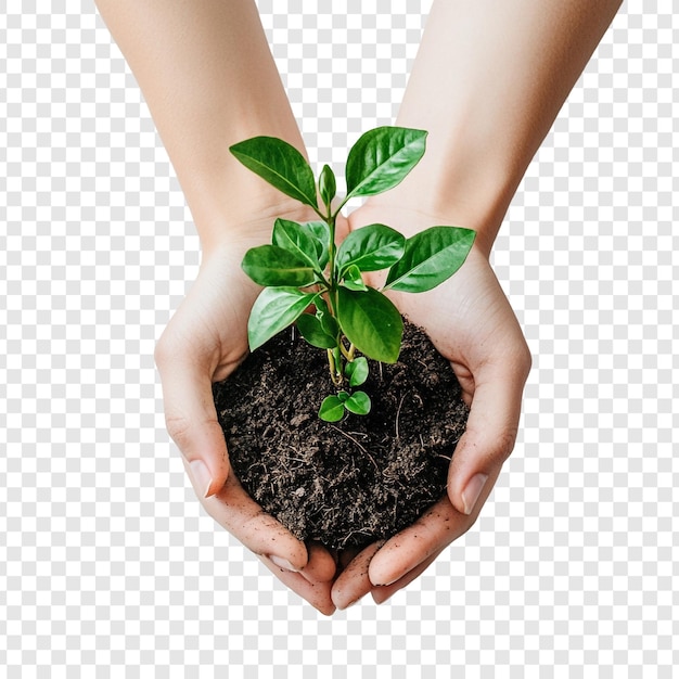 Protecting Our Planet Hands Holding a Young Sprout Symbolizing Growth and Environmental Conservation