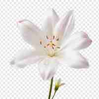 Free PSD rain lily flower isolated on transparent background