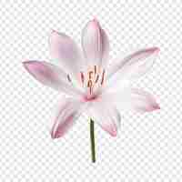 Free PSD rain lily flower isolated on transparent background