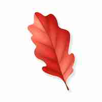 Free PSD realistic fall leaf isolated