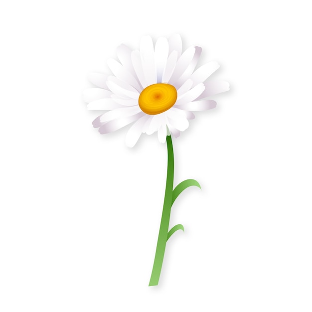 Free PSD realistic flower element isolated