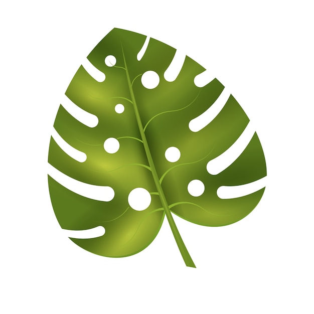 Realistic leaf on white background