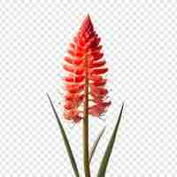 Free PSD red hot poker flower isolated on transparent background