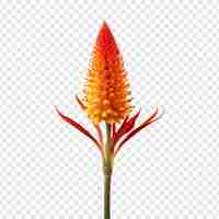 Free PSD red hot poker flower isolated on transparent background