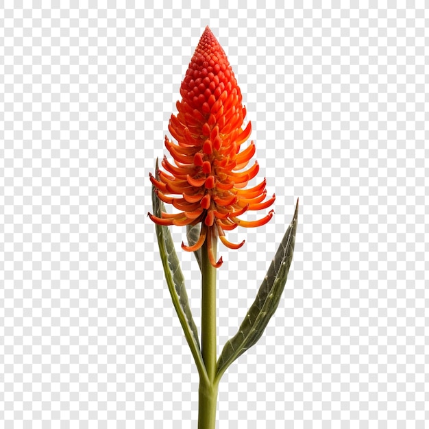 Free PSD red hot poker flower isolated on transparent background