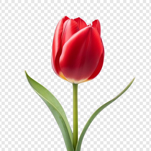 Free PSD red tulip close up isolated on transparent background
