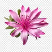 Бесплатный PSD Цветок рододендрона на прозрачном фоне