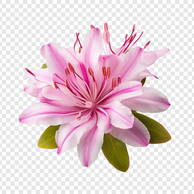 Free PSD rhododendron flower isolated on transparent background