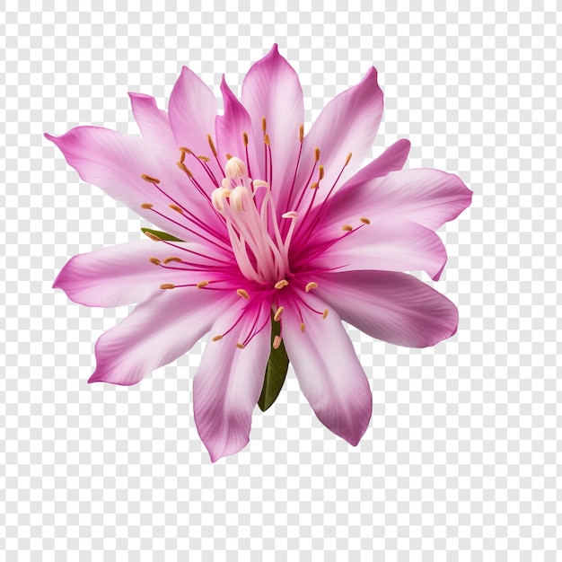 Free PSD rhododendron flower isolated on transparent background