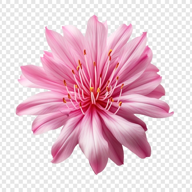 無料PSD 透明な背景に分離されたロドラの花