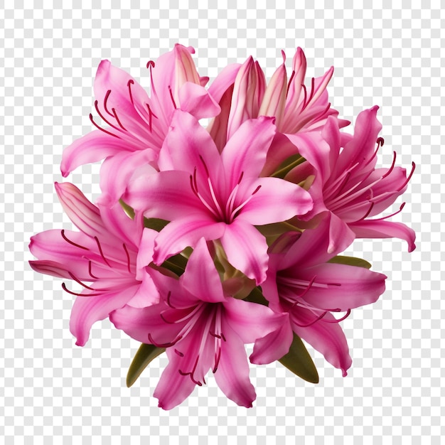 Free PSD rhodora flower png isolated on transparent background