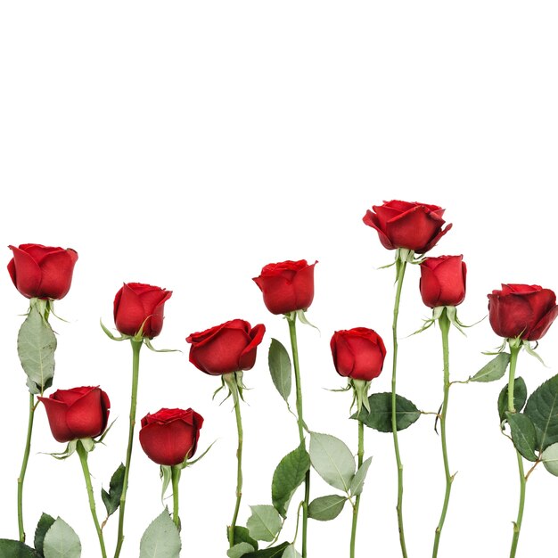 Rose flower elements isolated